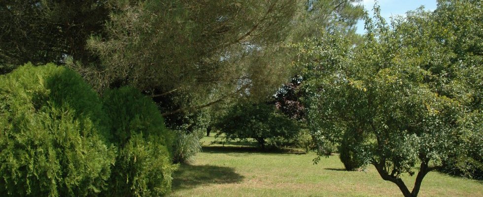 Vue du sous-bois Ouest Est